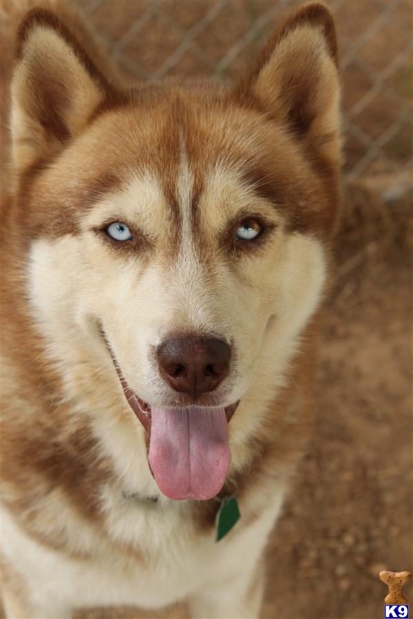 Dogs for Sale in AL